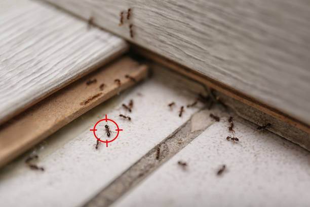 Best Local Pest Control Services  in La Crosse, WI